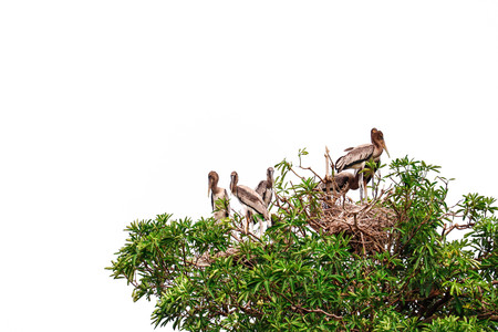 Painted Stork isolated on white backgroundの写真素材