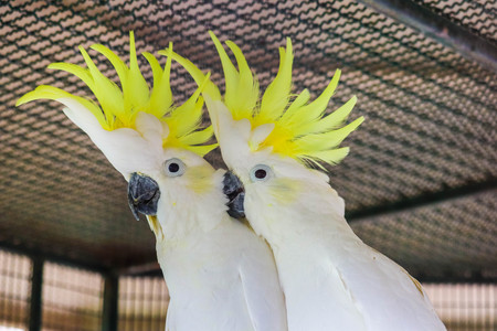 Greater Sulphur-crested Cockatoo in the cageの写真素材