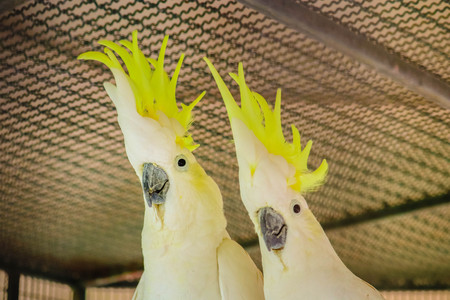 Greater Sulphur-crested Cockatoo in the cageの写真素材
