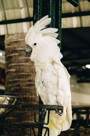 White - crested cockatoo is in the zoo