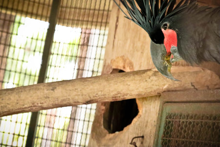 Black Cockatoo in the zoo