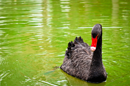 Black Swan in  the poolの写真素材