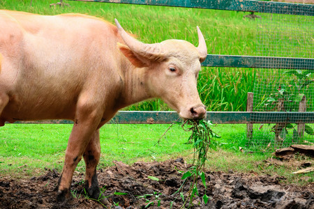 Albino buffalo in the fieldの写真素材