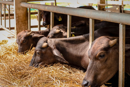 cow cattle farmの写真素材