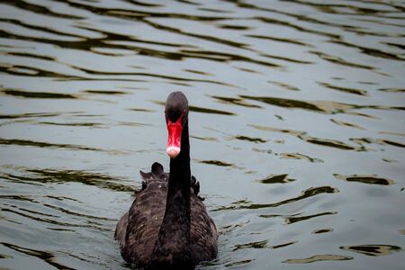 black Swan is swimming in the poolの写真素材