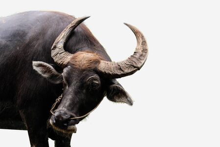 Buffalo isolated on white backgroundの写真素材