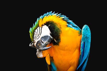 Blue and gold macaw isolated on black background