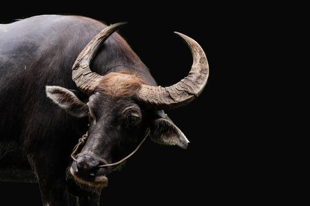 Buffalo isolated on black  backgroundの写真素材