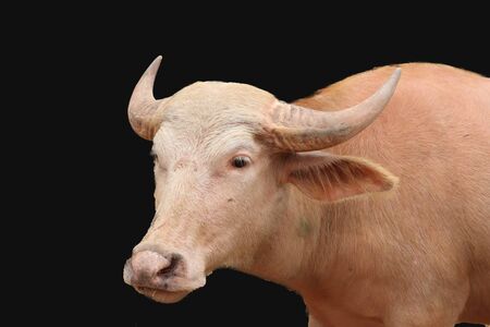 Albino buffalo isolated on black backgroundの写真素材