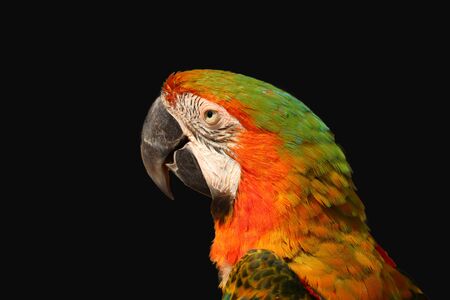 macaw parrot isolated  on black backgroundの写真素材