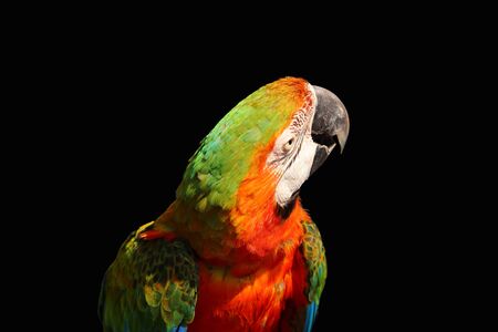 macaw parrot isolated  on black backgroundの写真素材