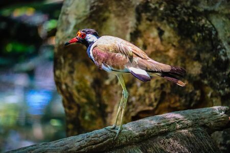 Red-wattled Lapwing in the forestの写真素材