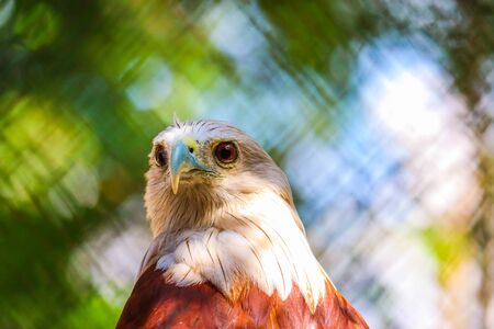 Brahminy Kite  in the forestの写真素材