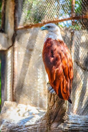 Brahminy Kite  in the forestの写真素材