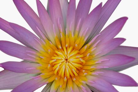 lotus isolated on white backgroundの写真素材
