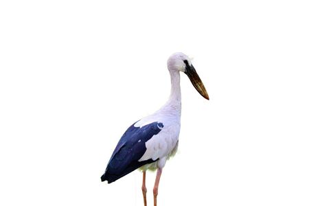 Woolly-necked Stork isolatedの写真素材