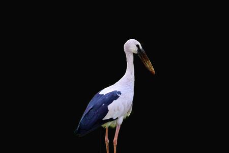 woolly-necked Stork isolatedの写真素材
