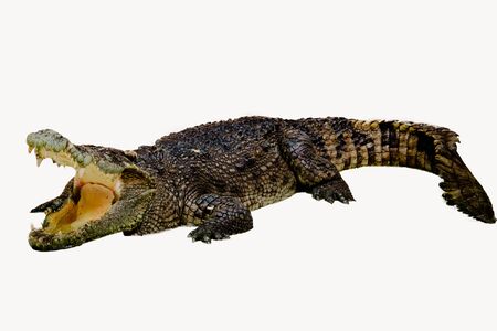 crocodile isolated on white backgroundの写真素材