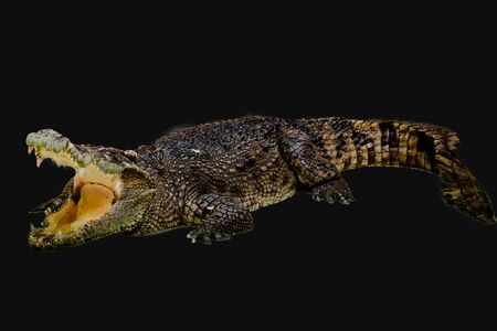 crocodile isolated on black backgroundの写真素材