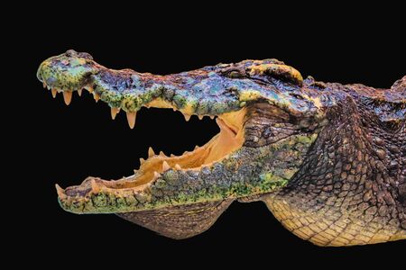 crocodile isolated on black backgroundの写真素材