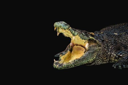 crocodile isolated on black backgroundの写真素材