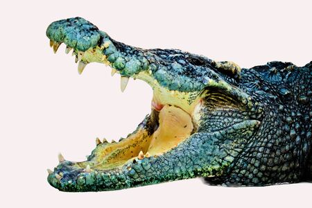 crocodile isolated on white backgroundの写真素材