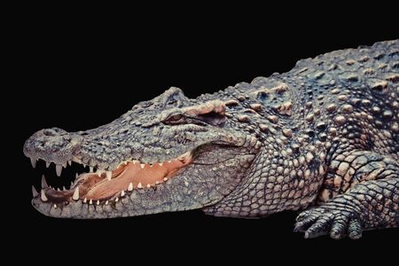 crocodile isolated on black backgroundの写真素材
