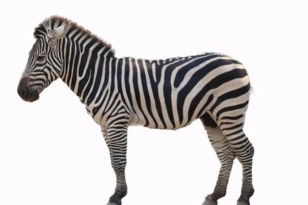zebra isolated on white backgroundの写真素材