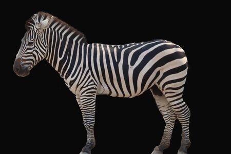 zebra isolated on black backgroundの写真素材
