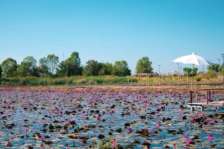 The beauty of the lotus flowers in the pool, lotus flower in bright and beautiful colors in natural beauty.の写真素材