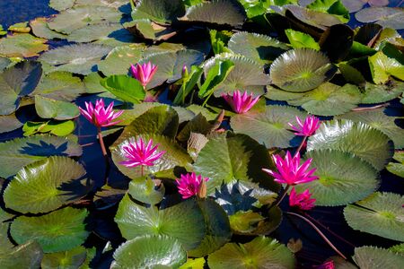 The beauty of the lotus flowers in the pool, lotus flower in bright and beautiful colors in natural beauty.の写真素材