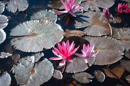 The beauty of the lotus flowers in the pool, lotus flower in bright and beautiful colors in natural beauty.の写真素材
