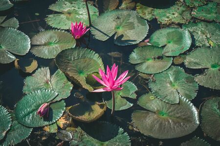 The beauty of the lotus flowers in the pool, lotus flower in bright and beautiful colors in natural beauty.の写真素材