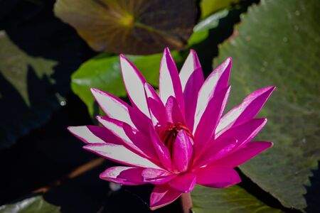 The beauty of the lotus flowers in the pool, lotus flower in bright and beautiful colors in natural beauty.の写真素材