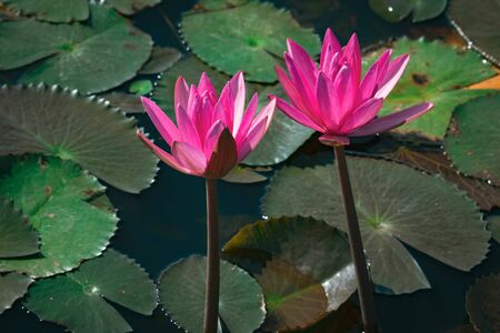 The beauty of the lotus flowers in the pool, lotus flower in bright and beautiful colors in natural beauty.の写真素材