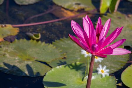 The beauty of the lotus flowers in the pool, lotus flower in bright and beautiful colors in natural beauty.の写真素材