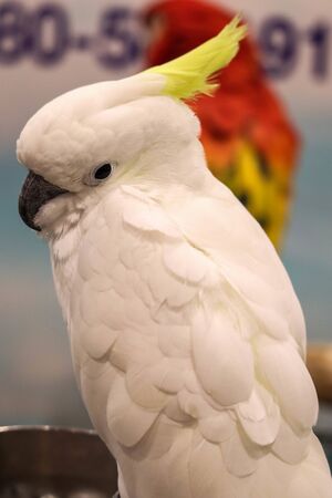 White -crested cockatooの写真素材