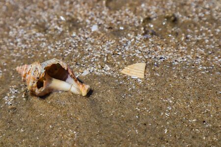 Sea shells on sand. Summer beach background. Top viewの写真素材