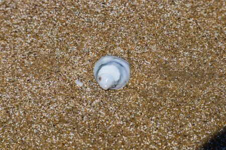 Sea shells on sand. Summer beach background. Top view