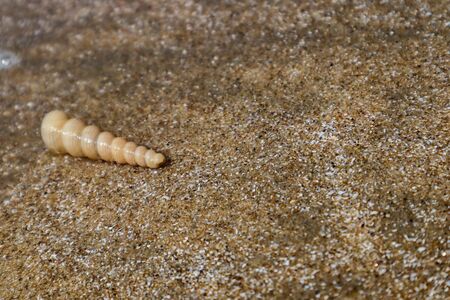 Sea shells on sand. Summer beach background. Top viewの写真素材