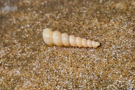 Sea shells on sand. Summer beach background. Top viewの写真素材