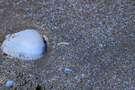 Sea shells on sand. Summer beach background. Top viewの写真素材