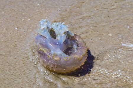 Jellyfish on the beach. Large jellyfish on the shore of a beach. Thailand. Chrysaora. Deadly jellyfish.の写真素材