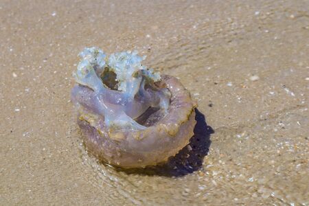 Jellyfish on the beach. Large jellyfish on the shore of a beach. Thailand. Chrysaora. Deadly jellyfish.の写真素材