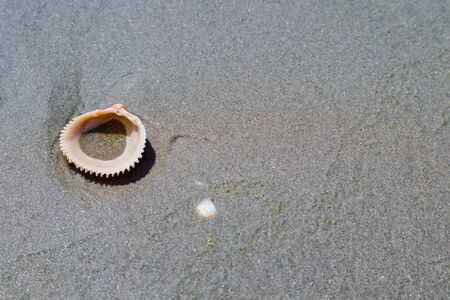 Sea shells on sand. Summer beach background. Top viewの写真素材