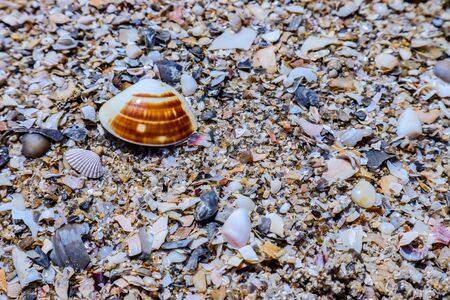 Sea shells on sand. Summer beach background. Top viewの写真素材