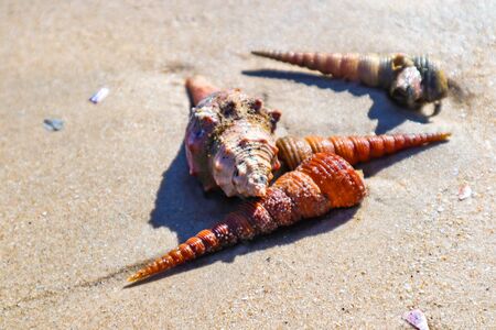 Sea shells on sand. Summer beach background. Top viewの写真素材
