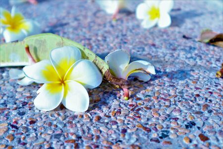 White plumeria flowers on sand texture backgroundの写真素材