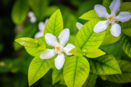Gardenia flower (Gardenia jasminoides) with the tree and green leaves pattern background textureの写真素材