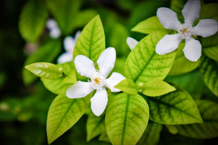 Gardenia flower (Gardenia jasminoides) with the tree and green leaves pattern background textureの写真素材